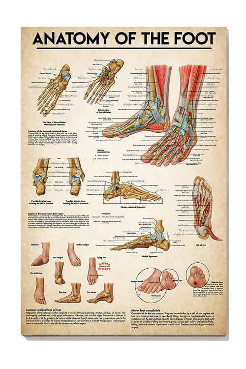 Anatomy Of The Foot Medical Knowledge Wall Art For Doctor Surgeon Hospital Clinic Decor Canvas Gallery Painting Wrapped Canvas Framed Gift Idea Framed Prints, Canvas Paintings