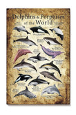 Dolphins & Porpoises Of The World Animal For Home Classroom Decor Canvas Gallery Painting Wrapped Canvas Framed Prints, Canvas Paintings Wrapped Canvas 8x10