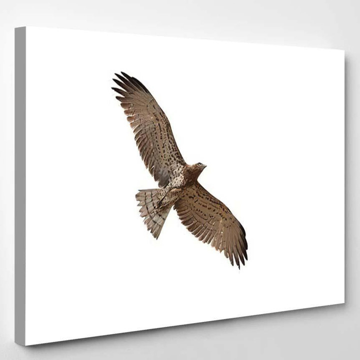 Shorttoed Snake Eagle Flying Isolated On, Eagle Animals Premium Multi Canvas Prints, Multi Piece Panel Canvas , Luxury Gallery Wall Fine Art Single Canvas 1 PIECE (8x10)
