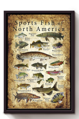 Sports Fish Of North America Animal Gift For Animal Researcher Scientists Framed Matte Canvas Framed Prints, Canvas Paintings Framed Matte Canvas 8x10