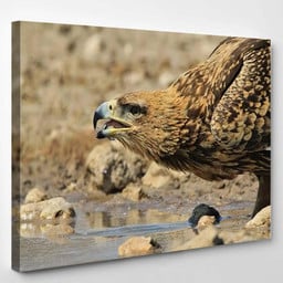 Tawny Eagle Wild Raptors Namibia Africa, Eagle Animals Premium Multi Canvas Prints, Multi Piece Panel Canvas , Luxury Gallery Wall Fine Art Single Canvas 1 PIECE (8x10)