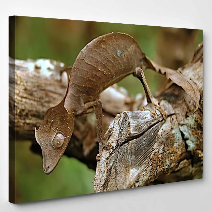 Satanic Leaftailed Gecko Madagascar 1, Fantastic Premium Multi Canvas Prints, Multi Piece Panel Canvas , Luxury Gallery Wall Fine Art Single Canvas 1 PIECE (8x10)