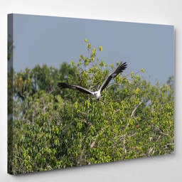 Enormous Gray White Raptor That Soars 1, Eagle Animals Premium Multi Canvas Prints, Multi Piece Panel Canvas , Luxury Gallery Wall Fine Art Single Canvas 1 PIECE (8x10)