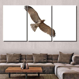 Shorttoed Snake Eagle Flying Isolated On, Eagle Animals Premium Multi Canvas Prints, Multi Piece Panel Canvas , Luxury Gallery Wall Fine Art Multi Canvas 3PIECE(36 x18)