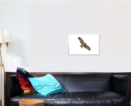 Shorttoed Snake Eagle Flying Isolated On, Eagle Animals Premium Multi Canvas Prints, Multi Piece Panel Canvas , Luxury Gallery Wall Fine Art Single Canvas 1 PIECE (16x24)