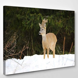 European Roe Deer Capreolus Capreolusantlers Grow Deer Animals Premium Multi Canvas Prints, Multi Piece Panel Canvas Luxury Gallery Wall Fine Art Print Single Wrapped Canvas (Ready To Hang) 1 PIECE(8x10)