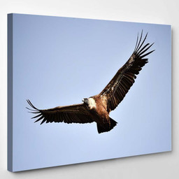 Vulture Flying On Spanish Natural Park, Eagle Animals Premium Multi Canvas Prints, Multi Piece Panel Canvas , Luxury Gallery Wall Fine Art Single Canvas 1 PIECE (8x10)