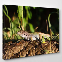 Lizard Basking Sun Broad Daylight Field Dragon Animals Premium Multi Canvas Prints, Multi Piece Panel Canvas Luxury Gallery Wall Fine Art Print Single Wrapped Canvas (Ready To Hang) 1 PIECE(8x10)
