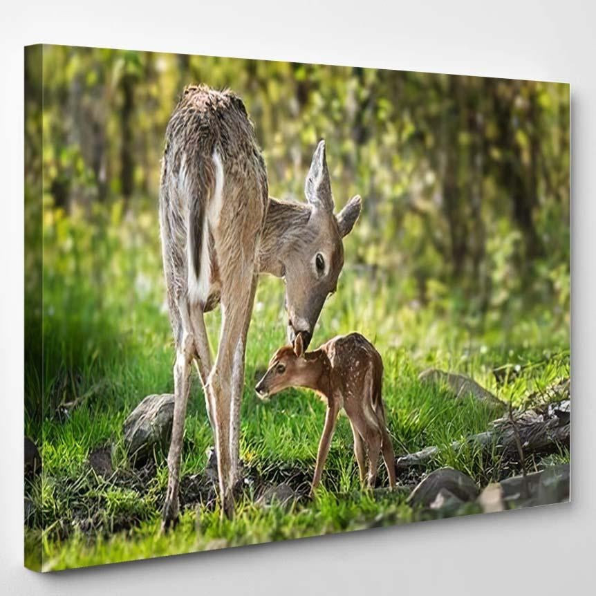 Whitetailed Deer Odocoileus Virginianus Sniffs Behind Deer Animals Premium Multi Canvas Prints, Multi Piece Panel Canvas Luxury Gallery Wall Fine Art Print Single Wrapped Canvas (Ready To Hang) 1 PIECE(8x10)