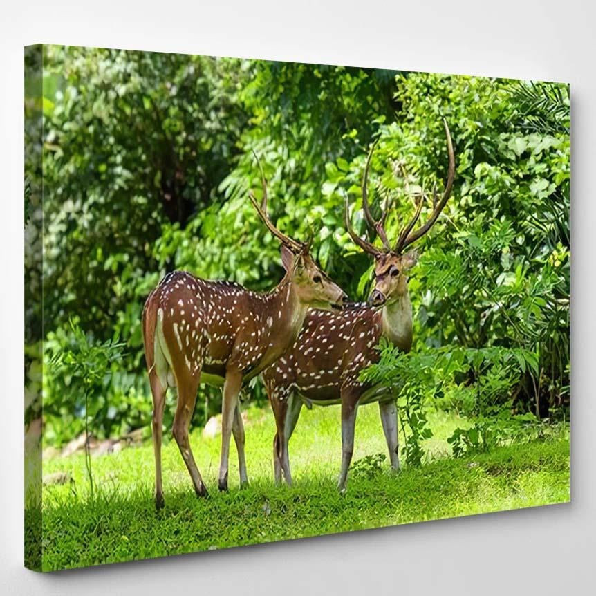 Cheetal Chital Deer Known Spotted Lush Deer Animals Premium Multi Canvas Prints, Multi Piece Panel Canvas Luxury Gallery Wall Fine Art Print Single Wrapped Canvas (Ready To Hang) 1 PIECE(8x10)
