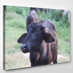 Buffaloes On Indian Road Village 1 Bison Animals Luxury Multi Canvas Prints, Multi Piece Panel Canvas Gallery Art Print Print Single Canvas 1PIECE(8x10)