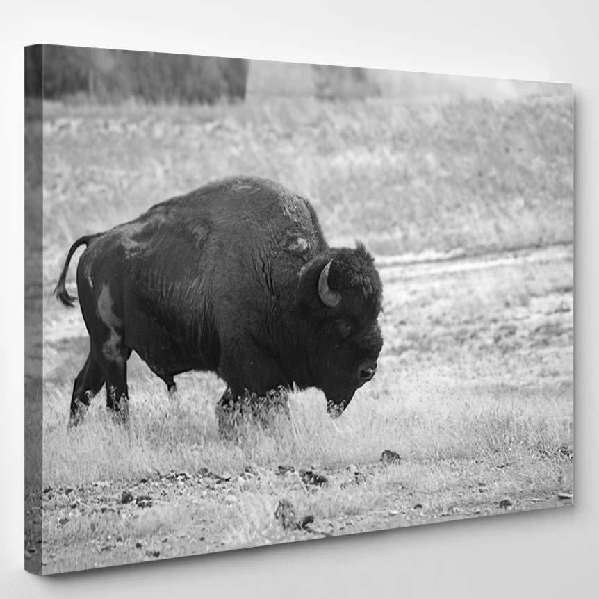 Old Buffalo Bull Black White Bison Animals Luxury Multi Canvas Prints, Multi Piece Panel Canvas Gallery Art Print Print Single Canvas 1PIECE(8x10)