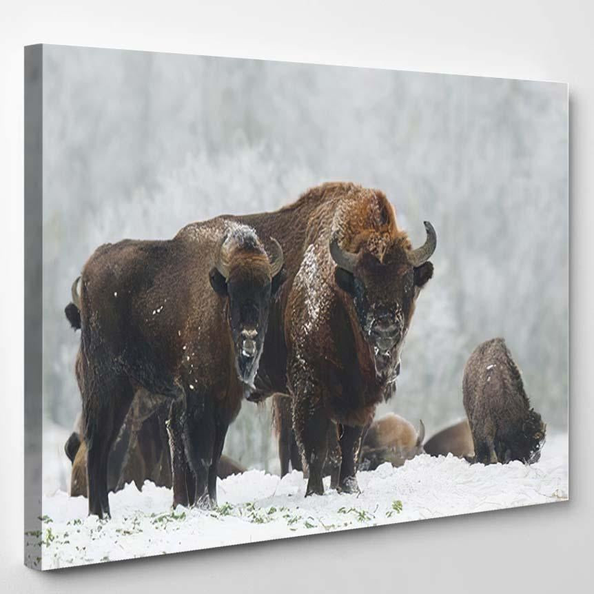 Mammals European Bison Bonasus Winter Time 3 Bison Animals Luxury Multi Canvas Prints, Multi Piece Panel Canvas Gallery Art Print Print Single Canvas 1PIECE(8x10)