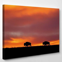 Sunrise Maxwell Wildlife Preserve Kansas Two Bison Animals Luxury Multi Canvas Prints, Multi Piece Panel Canvas Gallery Art Print Print Single Canvas 1PIECE(8x10)