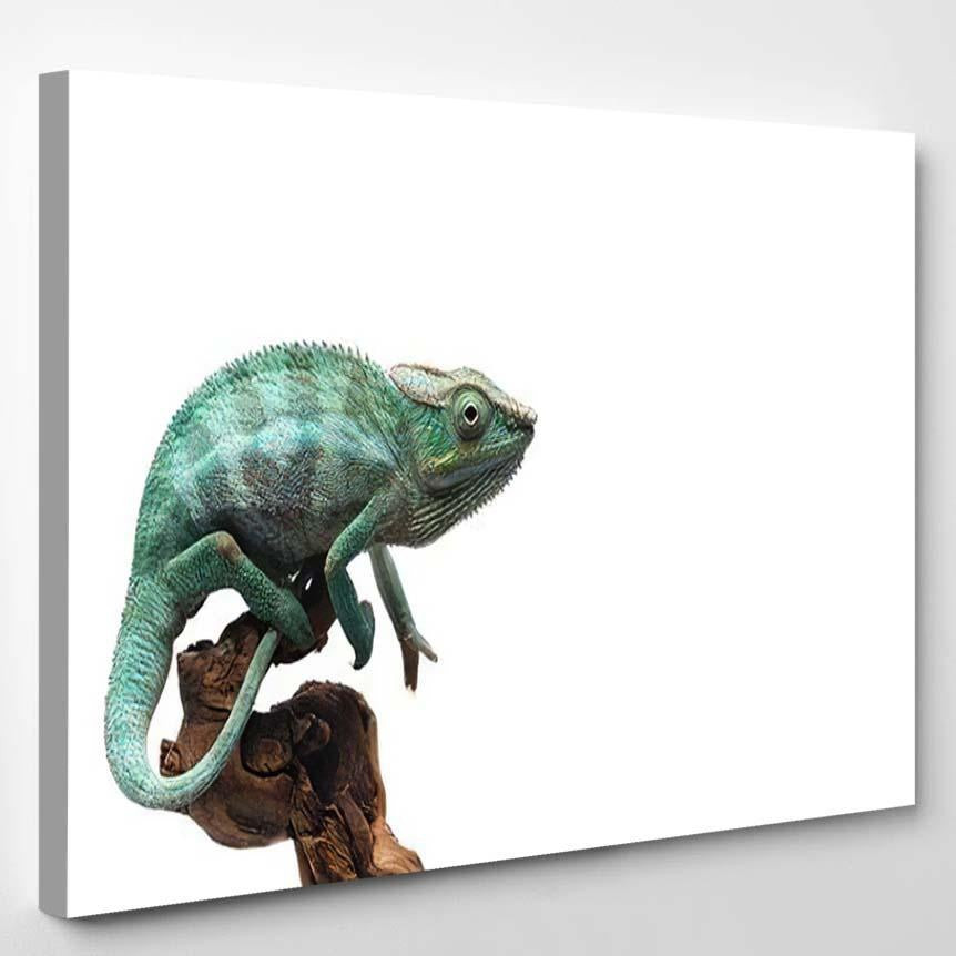 Blue Lizard Panther Chameleon Isolated On 2 Black Panther Animals Luxury Multi Canvas Prints, Multi Piece Panel Canvas Gallery Art Print Print Single Canvas 1PIECE(8x10)