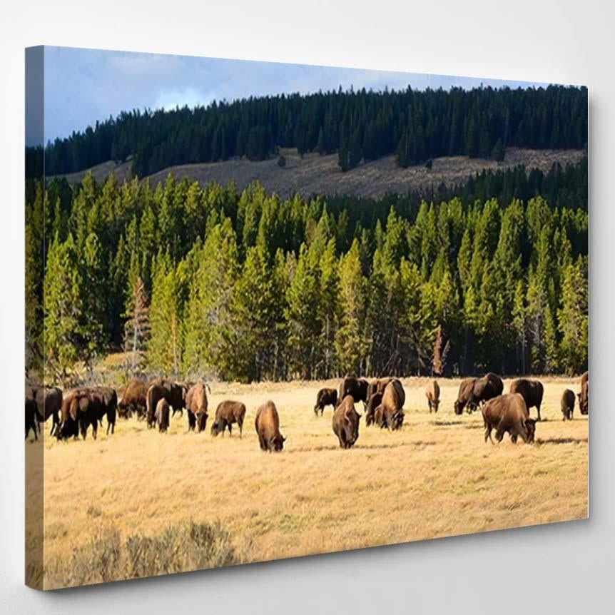 American Bison Buffalo Yellowstone National Park 1 Bison Animals Luxury Multi Canvas Prints, Multi Piece Panel Canvas Gallery Art Print Print Single Canvas 1PIECE(8x10)