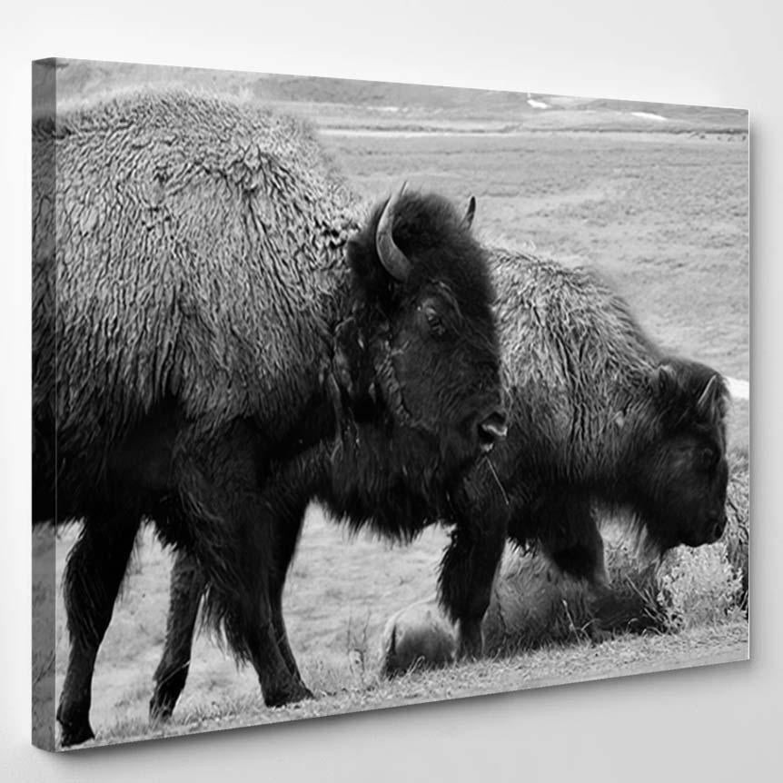 Three Bison Montana Wilderness Black White Bison Animals Luxury Multi Canvas Prints, Multi Piece Panel Canvas Gallery Art Print Print Single Canvas 1PIECE(8x10)