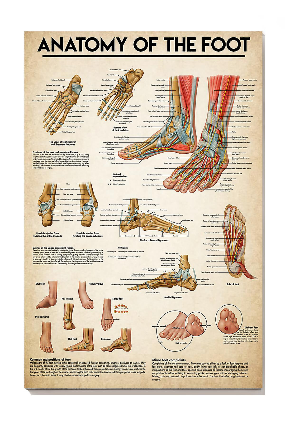 Anatomy Of The Foot Medical Knowledge For Doctor Surgeon Hospital Clinic Decor Canvas Gallery Painting Wrapped Canvas Framed Prints, Canvas Paintings Wrapped Canvas 8x10