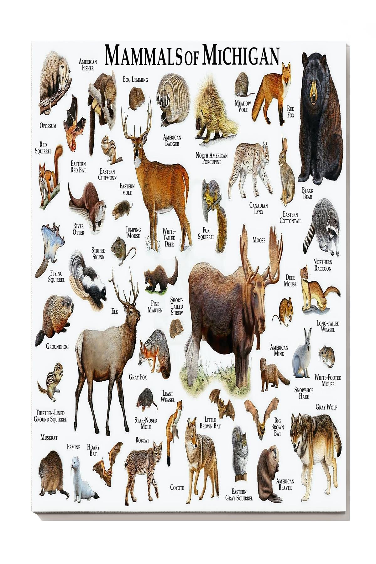 Mamals Of Michigan Animal Knowledge For Homeschool Nusery Kids Bedroom Decor Canvas Wrapped Canvas 8x10