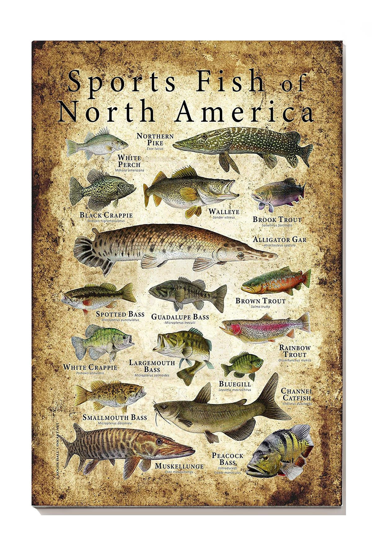 Sports Fish Of North America Animal Gallery Canvas Painting Gift For Animal Researcher Scientists Canvas Gallery Painting Wrapped Canvas Framed Prints, Canvas Paintings Wrapped Canvas 8x10
