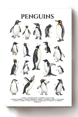 Types Of Penguins In The World Penguin Knowlegde For Education Homeschool Canvas Wrapped Canvas 8x10