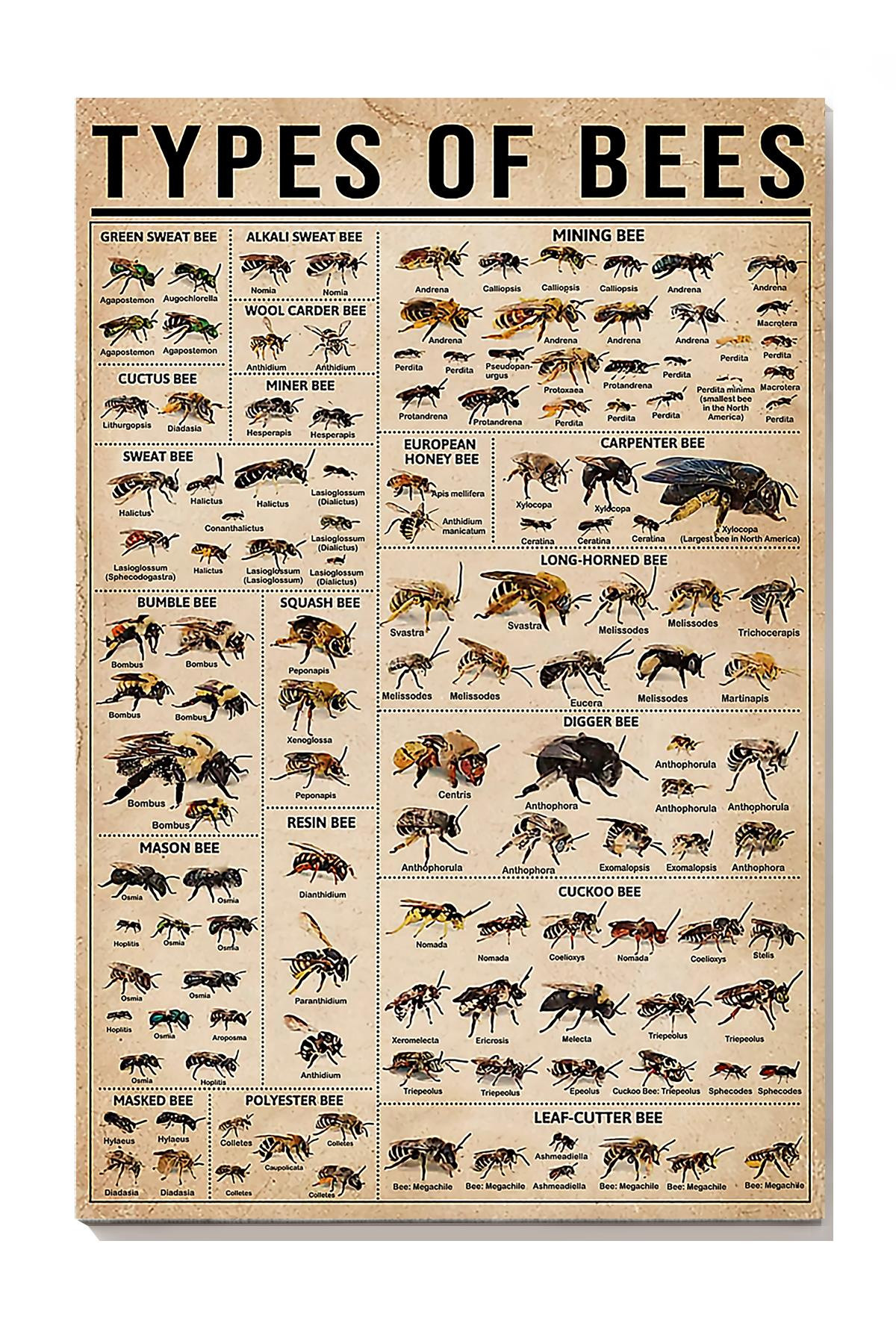 Types Of Bees Animal Gallery Canvas Painting Gift For Bee Lovers Scientists Canvas Gallery Painting Wrapped Canvas Framed Prints, Canvas Paintings Wrapped Canvas 8x10