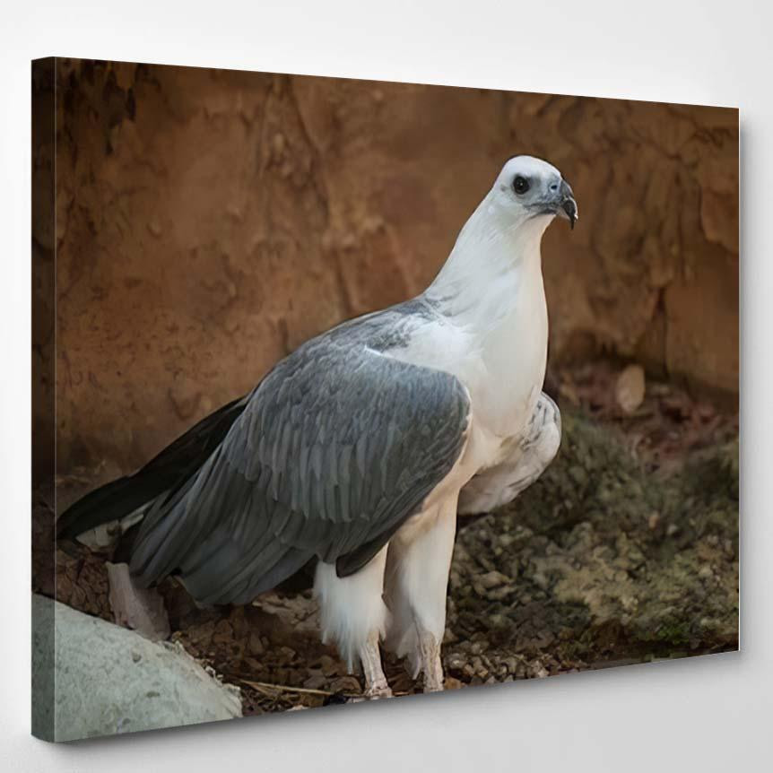 Whitebellied Seaeagle Haliaeetus Leucogaster, Eagle Animals Premium ...