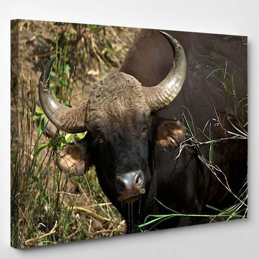 Indian Gaur Bison Close Portrait Bison Animals Luxury Multi Canvas ...