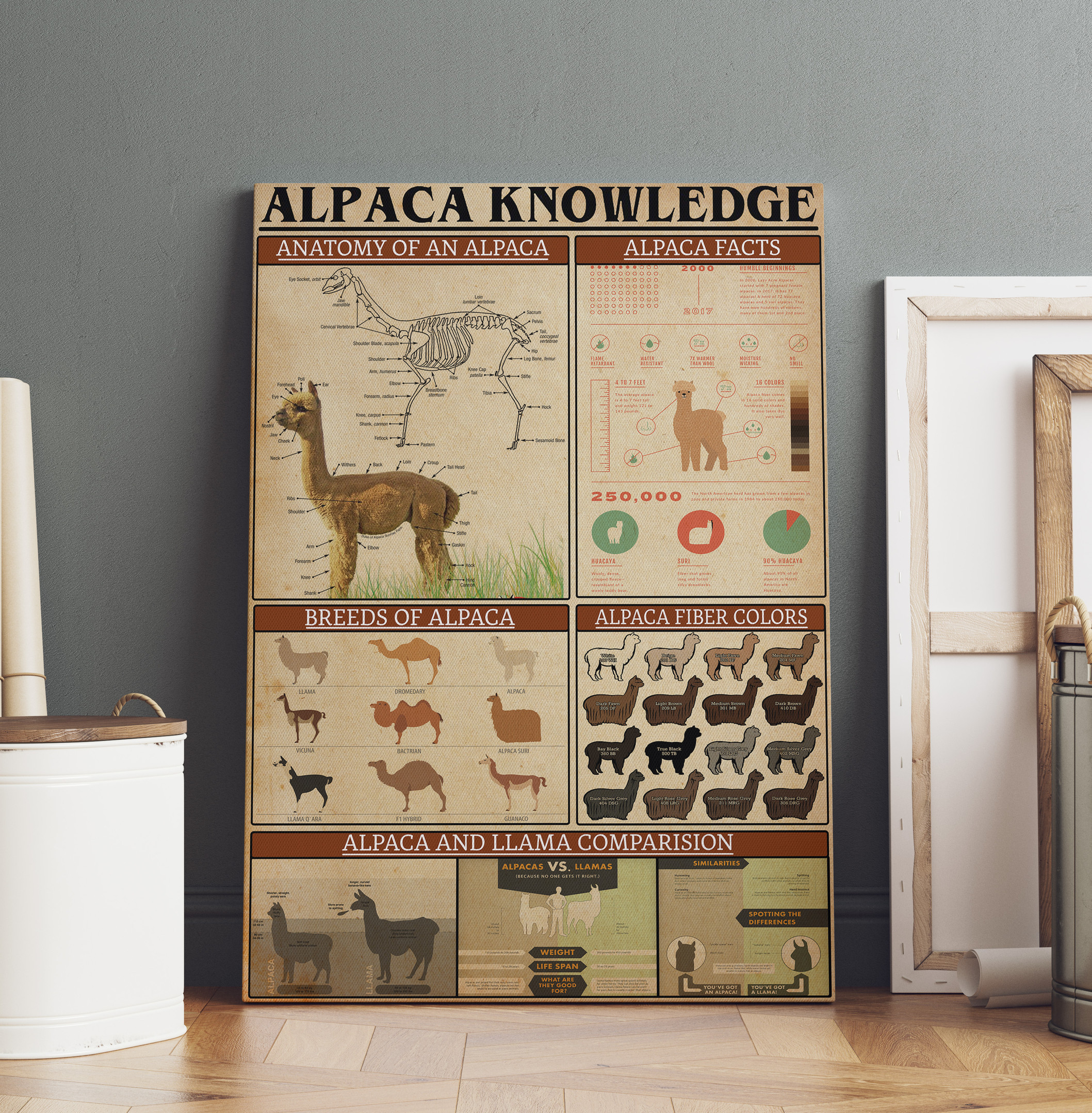 Basic Information About Alpaca Animal Knowledge For Homeschool Nusery ...
