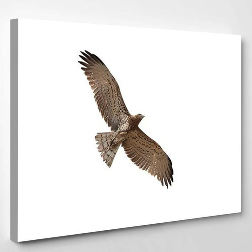 Shorttoed Snake Eagle Flying Isolated On, Eagle Animals Premium Multi Canvas Prints, Multi Piece Panel Canvas Home Decor, Luxury Gallery Wall Fine Art