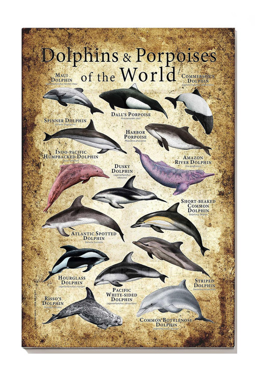Dolphins & Porpoises Of The World Animal Wall Art For Home Classroom Decor Canvas Gallery Painting Wrapped Canvas Framed Gift Idea Framed Prints, Canvas Paintings
