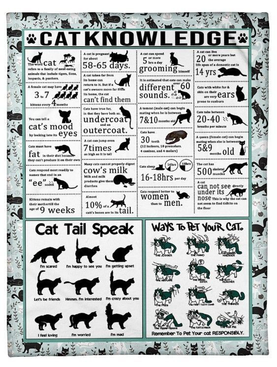 Vintage Cats Knowledge Sherpa Fleece Blanket - DESIGN-TREND
