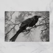 Crow Door Mat