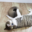 Deformable Cat Scratching Board