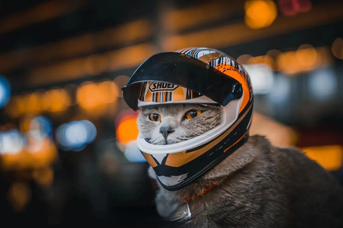 Mini Motorcycle Helmet For Cat