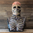 Skeleton Brain Skull Halloween Mask