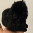 Plush animal plush cat black cat children’s toy