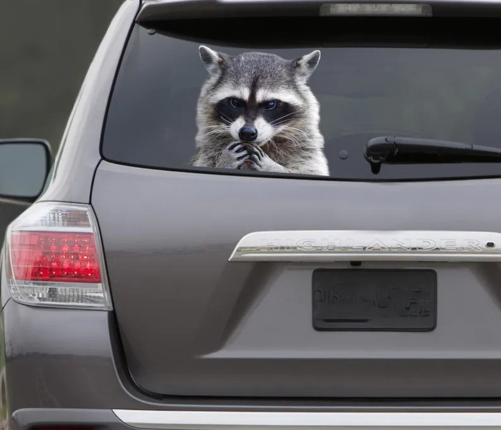 Angry Raccoon window sticker , 3D sticker, funny sticker, raccon sticker