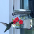 Mason Jar Hummingbird Feeder - Glass Window Hummingbird Feeder