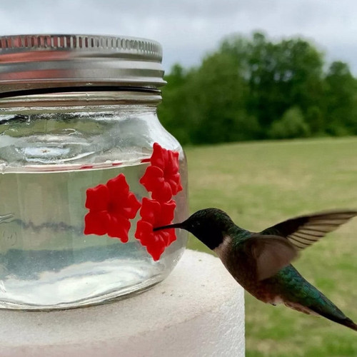 Mason Jar Hummingbird Feeder - Glass Window Hummingbird Feeder
