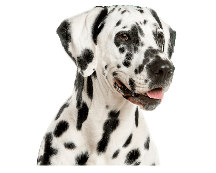 Window Pup Dalmatian (Pepper) Window Cling