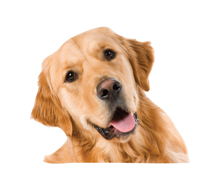 Window Pup Golden Retriever (Molly) Realistic Double Sided Window Cling