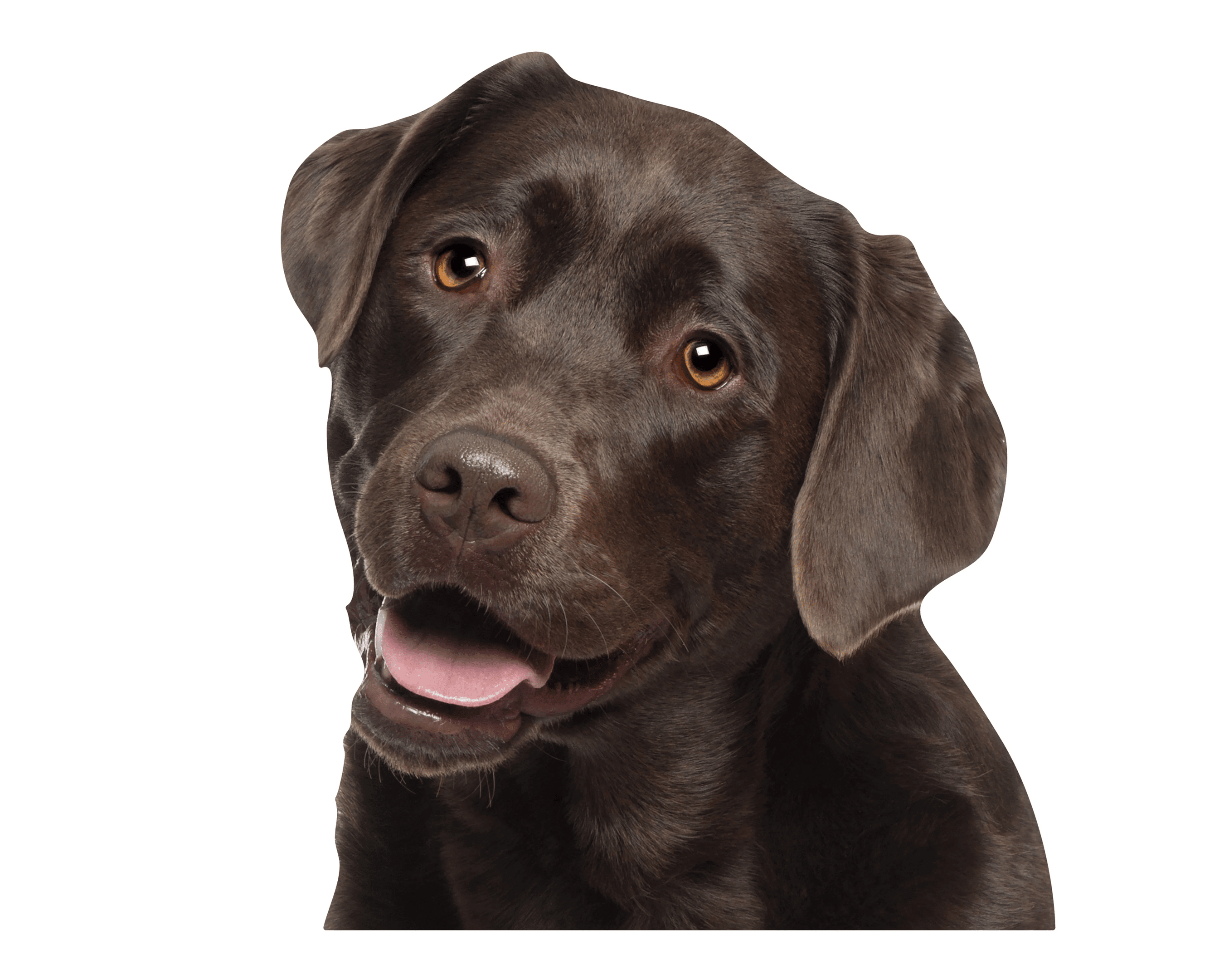 Window Pup Brown Lab (Murphy) Double Sided Window Cling - Toptrendygear