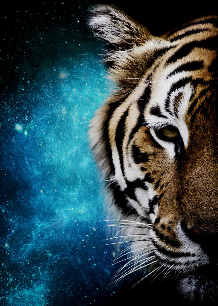 Tiger Galaxy 2 Surreal Nature And Animal Canvas Print | PB Canvas