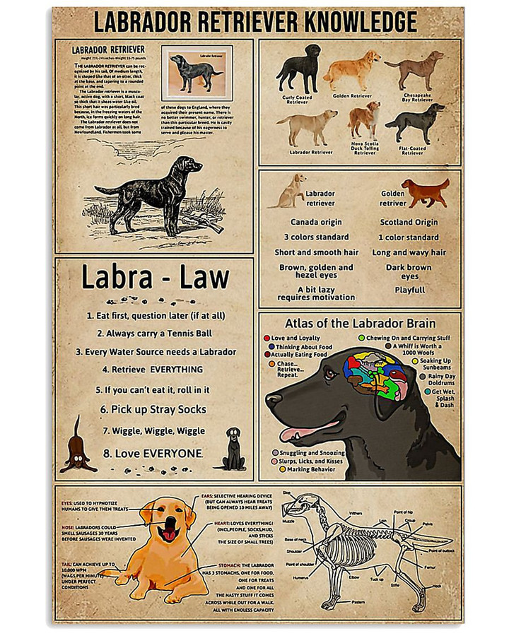 Labrador Retriever Canvas Print 3 | PB Canvas