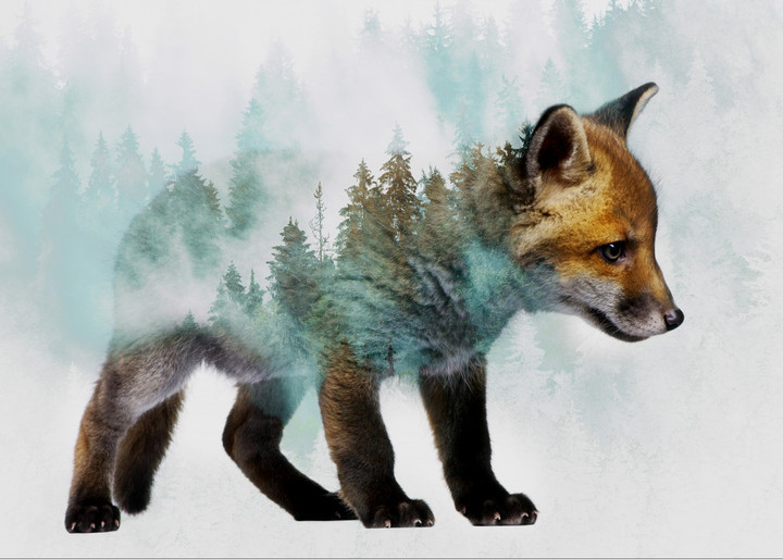 Baby Fox Surreal Nature And Animal Canvas Print | PB Canvas