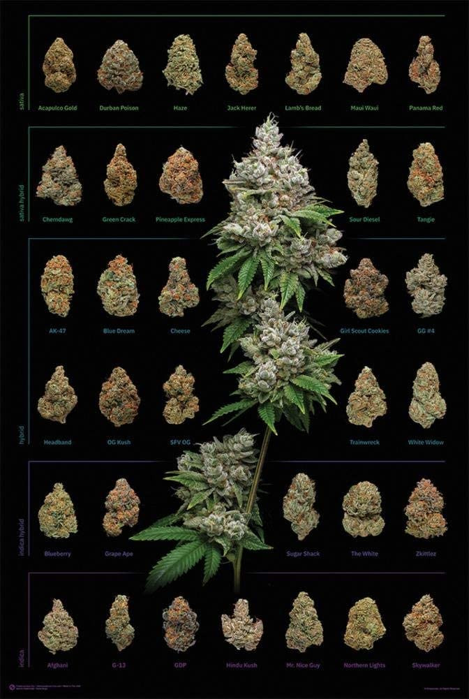 Laminated Dank Nugs Marijuana Weed Pot Buds Inch Canvas Canvas Print | PB Canvas