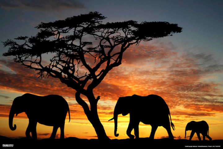 Elephants African Sunset Photo Photograph Canvas Canvas Print | PB Canvas