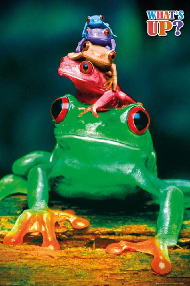 Whats Up 5 Frogs Colors Photo Photograph Canvas Canvas Print | PB Canvas