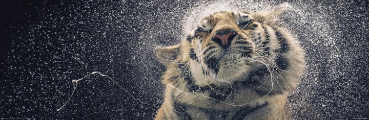Tim Flach Kanja Tiger Cat Species Shaking Head Water Canvas Canvas Print | PB Canvas